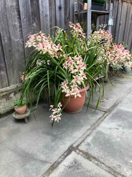Photo of free Large outdoor orchid (Southgate/Hayward) #2