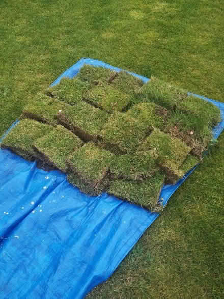 Photo of free Grass turf (Bridge of Allan FK9) #1