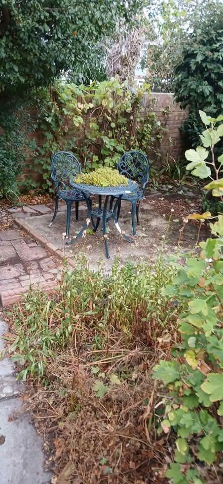 Photo of free Loads of Grapes (Purbeck District BH20) #1