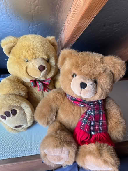 Photo of free Teddy bears (Rhayader LD6) #1