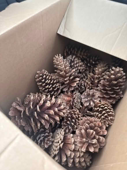 Photo of free Box of pine cones (West Lincoln Park) #1