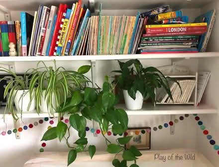 Photo of Large Indoor Plant For Classroom (CT11) #2
