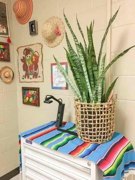 Photo of Large Indoor Plant For Classroom (CT11) #1