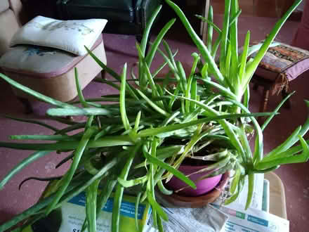 Photo of free Large multiple Aloe Vera plant (Llansaintfraed in Elwel LD2) #1