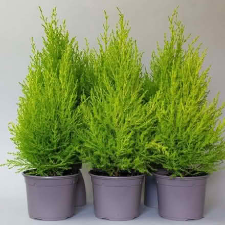 Photo of small conifer (Rose Green PO21) #1