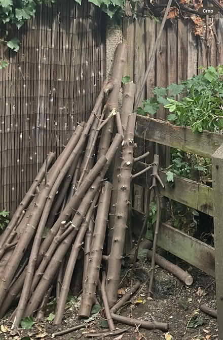 Photo of free Logs (Tooting SW17) #1
