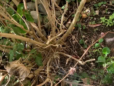 Photo of free Hydrangea (Lissington LN3) #3