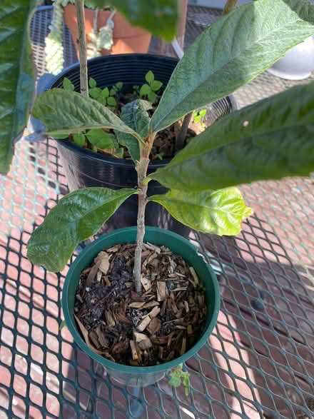 Photo of free Loquat plants (Nr Berkeley Natural Grocery) #1