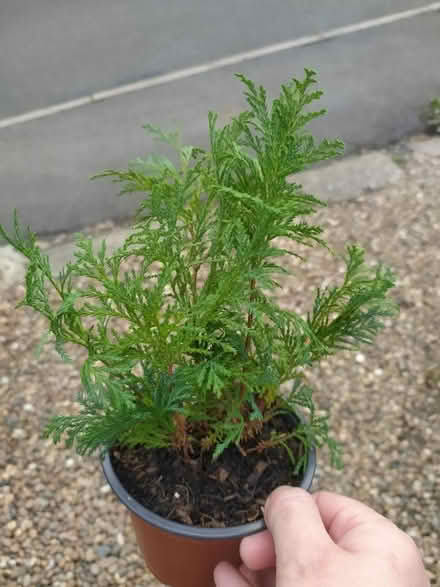 Photo of free Conifer seedlings (Walkley, S6) #1