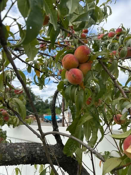 Photo of free Peaches (07003) #1