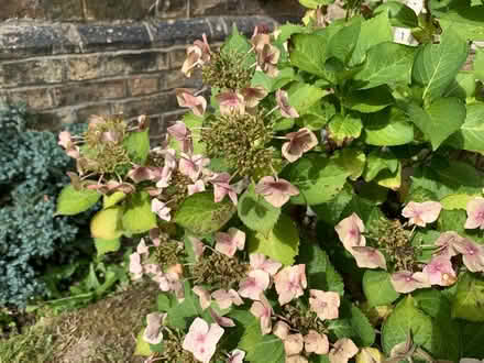 Photo of free Hydrangea (Lissington LN3) #2