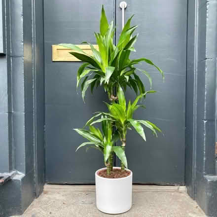 Photo of Large Indoor Plant For Classroom (CT11) #4