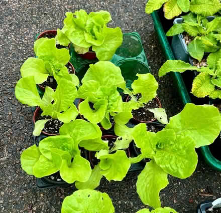 Photo of free Young lettuce plants (Hatfield AL10) #1