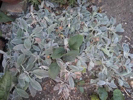 Photo of free Outdoor plants (IP6) #1