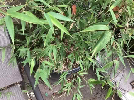 Photo of free Pot of bamboo (Northwest Seattle, phinney) #2