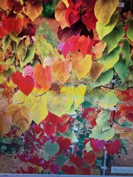 Photo of Flamethrower redbud tree seeds (Near McFarland) #1