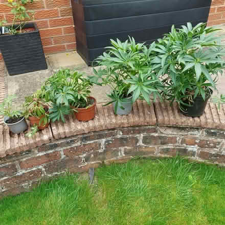 Photo of free Plants- Corsican Hellebore /trailing perennial campanula (Walton Hall Gardens WA4) #1