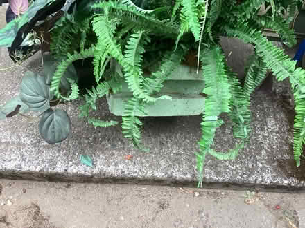 Photo of free Plastic plant (Northwest Seattle, phinney) #2