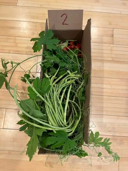 Photo of free freshly picked from my garden (Fair Lawn, NJ) #3