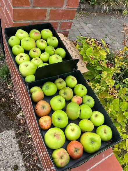 Photo of free Cooking apples (Latchford WA4) #1