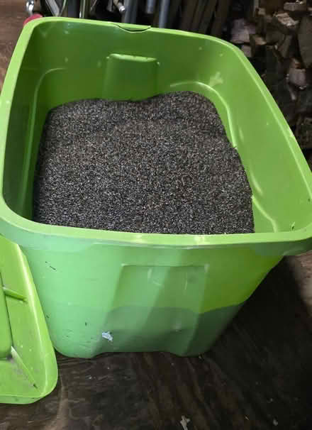 Photo of free Thistle Nyjer bird seed (Stoneham) #1