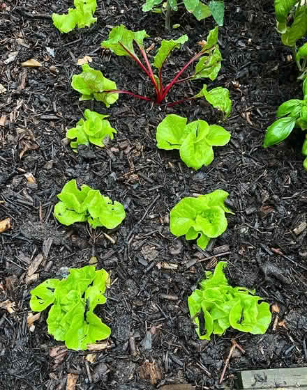 Photo of free Young lettuce plants (Hatfield AL10) #2