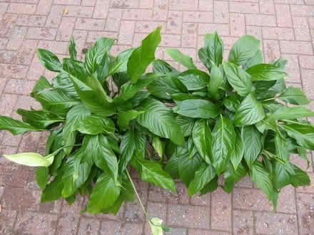 Photo of free Peace Lillies (Codsall WV8) #2
