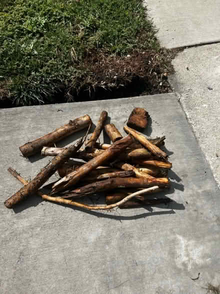 Photo of free Small pile of pine branches (North Lakewood) #1