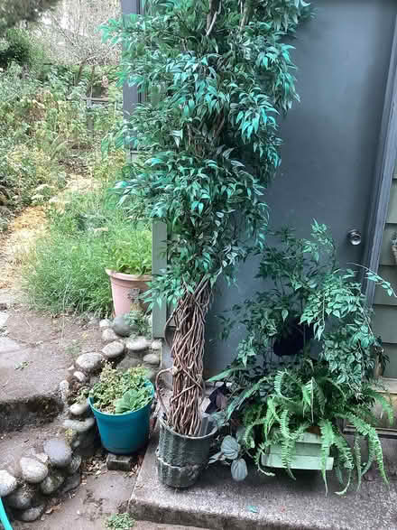 Photo of free Tall plastic ficus tree (Northwest Seattle, phinney) #2