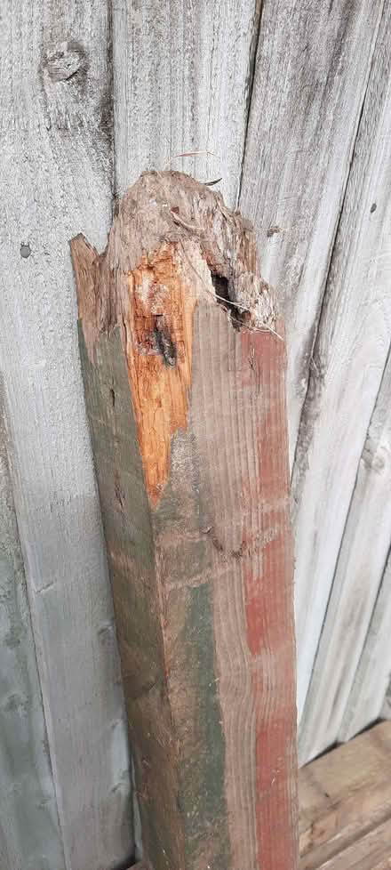 Photo of free 1 Fence Post (Allerton BD15) #4