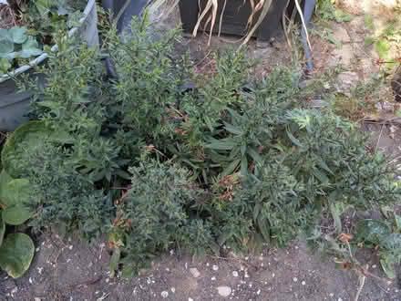 Photo of free Outdoor plants (IP6) #2