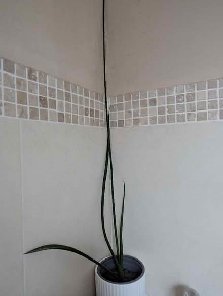 Photo of free Snake plant (Shippon OX13) #1