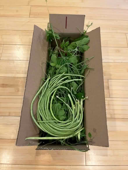 Photo of free freshly picked from my garden (Fair Lawn, NJ) #3