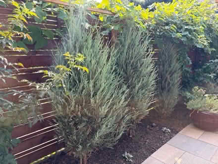 Photo of free 3 Juniperus scopulorum (Lower Irvington- NE Portland) #2