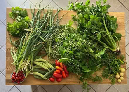 Photo of free freshly picked from my garden (Fair Lawn, NJ) #4
