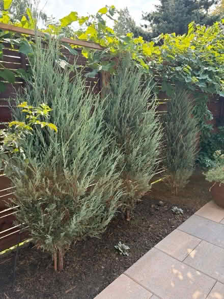 Photo of free 3 Juniperus scopulorum (Lower Irvington- NE Portland) #1