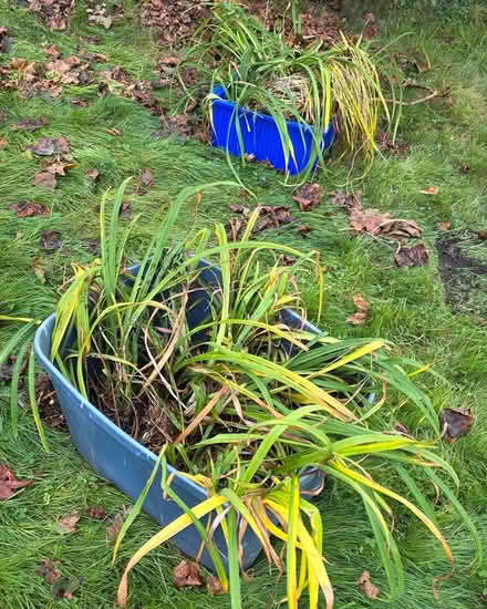 Photo of free Orange day lilies (Stoneham) #1