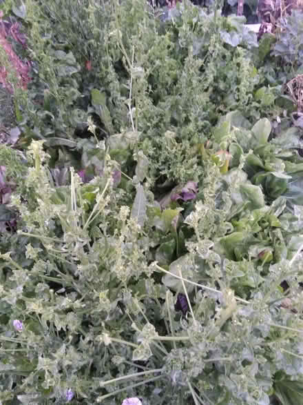 Photo of free Overgrown salads/chicken feed (Millhouses S7) #1