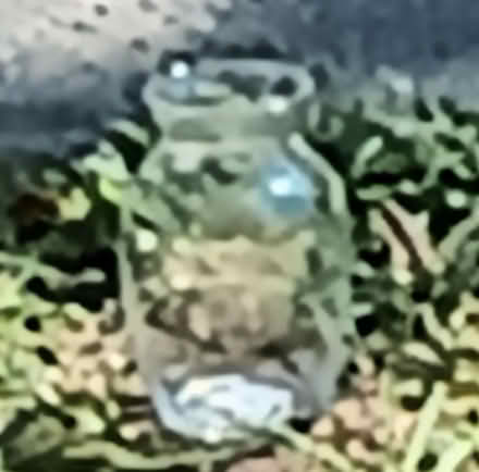 Photo of free Vase (clear) (Yeadon) #1