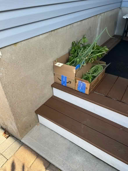 Photo of free freshly picked from my garden (Fair Lawn, NJ) #1