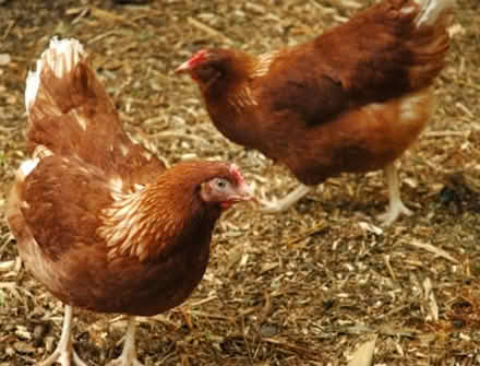 Photo of free Warren Hens (Goldsithney, Penzance) #1