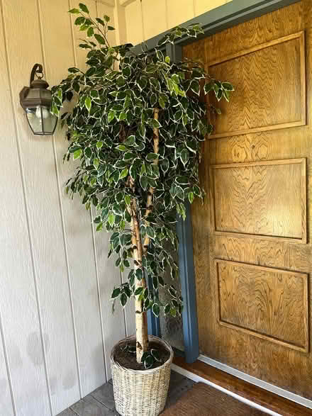 Photo of free Silk tree (southwest Sunnyvale) #1
