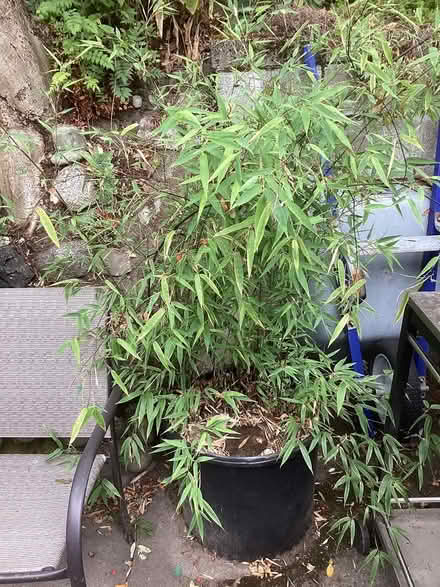 Photo of free Pot of bamboo (Northwest Seattle, phinney) #1