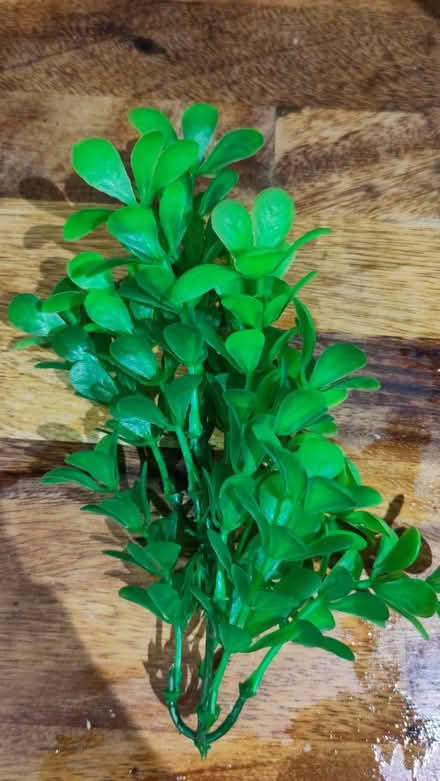 Photo of free Fishtank fake plant (Levenshulme M19) #1
