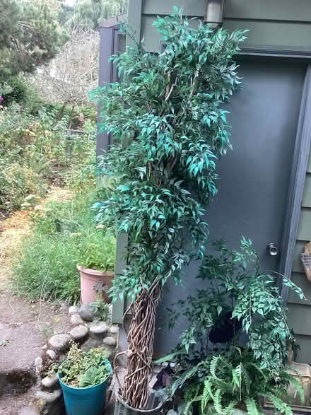 Photo of free Tall plastic ficus tree (Northwest Seattle, phinney) #1