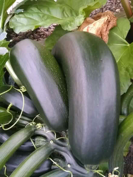 Photo of free 6 big marrows (big courgettes) (Millhouses S7) #1