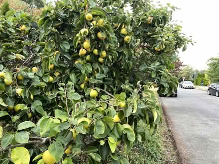 Photo of free asian apple-pears u-pick anytime (Wedgewood) #1