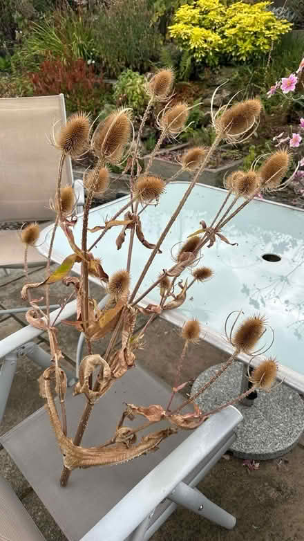 Photo of free Teasel heads for flower arranging (Bingley BD16) #1