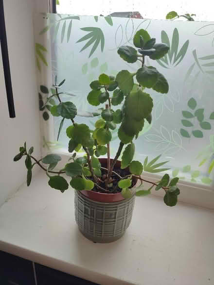 Photo of free Probably Kalanchoe (Rhosllanerchrugog LL14) #1