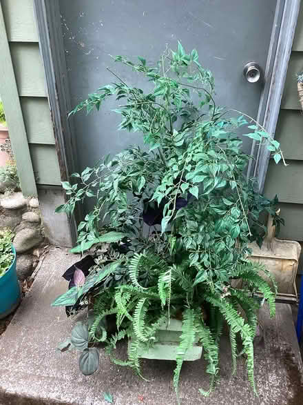 Photo of free Plastic plant (Northwest Seattle, phinney) #1